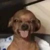 paulasalongapanga