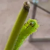 lalalele214