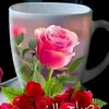 dahbouba2
