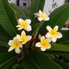 ranaham59