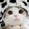asna_nilna
