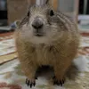 KOKO
