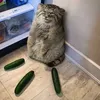 ya_manul2010384