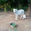 ko.naing1650
