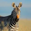 lezebre8
