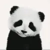 paanda243