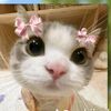 happycatpolis