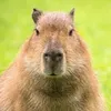 capibara000000001