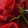 .humasha