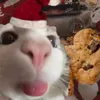 pino_3223