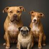 drako.demetria.pitty