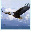 eagle.horison
