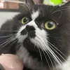 peppercat70