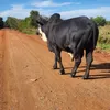 akataana1