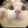 nglinhxg0