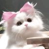 noung.hseng.142