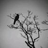 diablou_666
