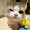 _cella_laaaa4