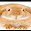 skibidibididibidibi