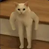 engerucat