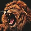 leo3789