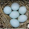 blueegg.6