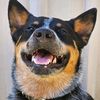 mac_cattle_dog