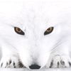 renard.blanc0ff