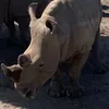 Khám Phá Động Vật🦏🦏
