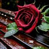 kabirhossain2489