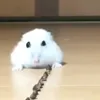 bestofbestclipsontop