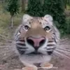 pablotez0