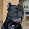 cane.corso.brics