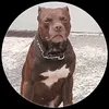 mauro.e.rocky