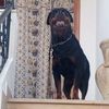 rottweiler.kingdo
