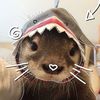 pretty.shark3