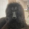 theamazingspiderpoodle