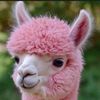 llamamama129eoe