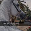 allqq31
