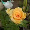 garden.life11