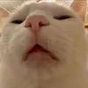 buoncuoinhieuchutt