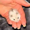 hamster_55582