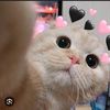 nirea.jingga