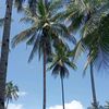 bangkelo01