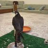 bd3zayed01