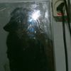 icaawaee2