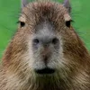 capybaraoke