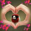 halim.shl