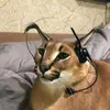 gofrvu