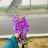 esha.chowdhury461